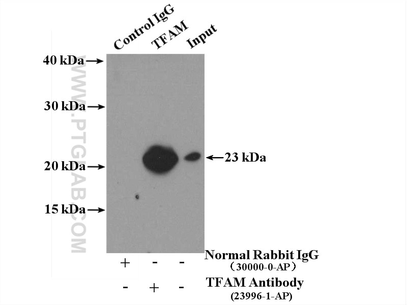 Immunoprecipitation (IP) experiment of HeLa cells using TFAM Polyclonal antibody (23996-1-AP)