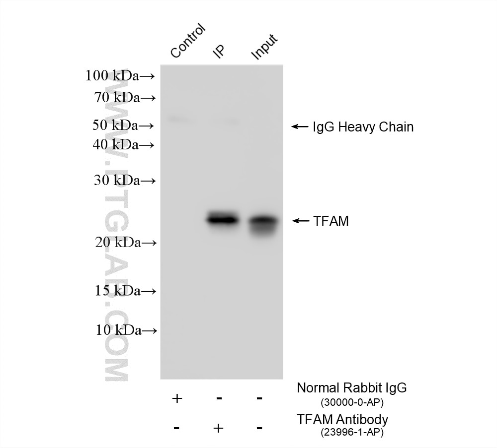 IP result of anti-TFAM (IP:23996-1-AP, 4ug; Detection:23996-1-AP 1:2000) with HeLa cells lysate 920 ug. Immunoprecipitation (IP) experiment of HeLa cells using TFAM Polyclonal antibody (23996-1-AP)