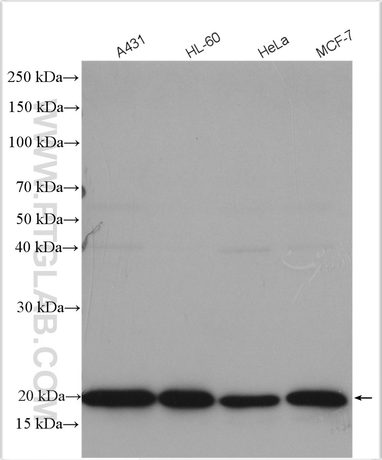 Western Blot (WB) analysis of various lysates using TFAM Polyclonal antibody (23996-1-AP)