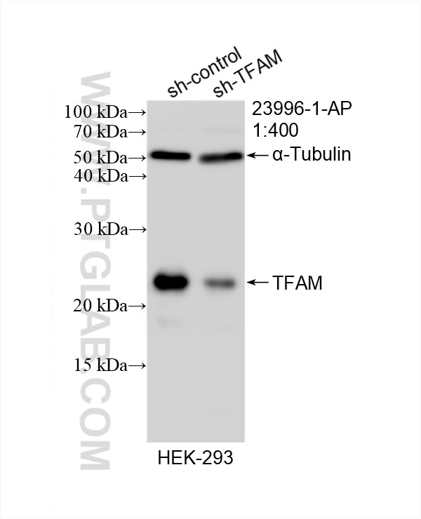 Western Blot (WB) analysis of HEK-293 cells using TFAM Polyclonal antibody (23996-1-AP)
