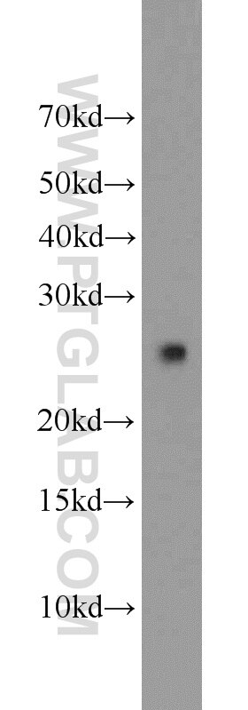 Western Blot (WB) analysis of HeLa cells using TFAM Polyclonal antibody (23996-1-AP)