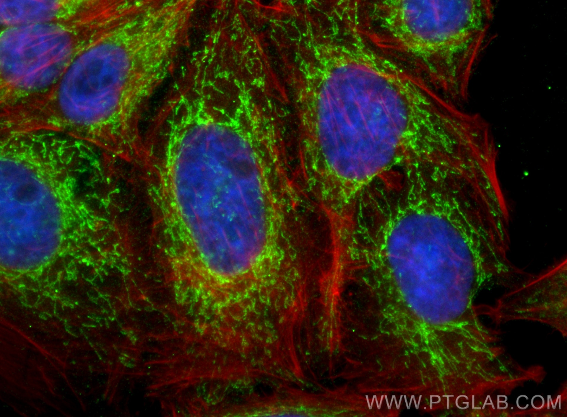 Immunofluorescence (IF) / fluorescent staining of HepG2 cells using TFAM Monoclonal antibody (68557-5-Ig)