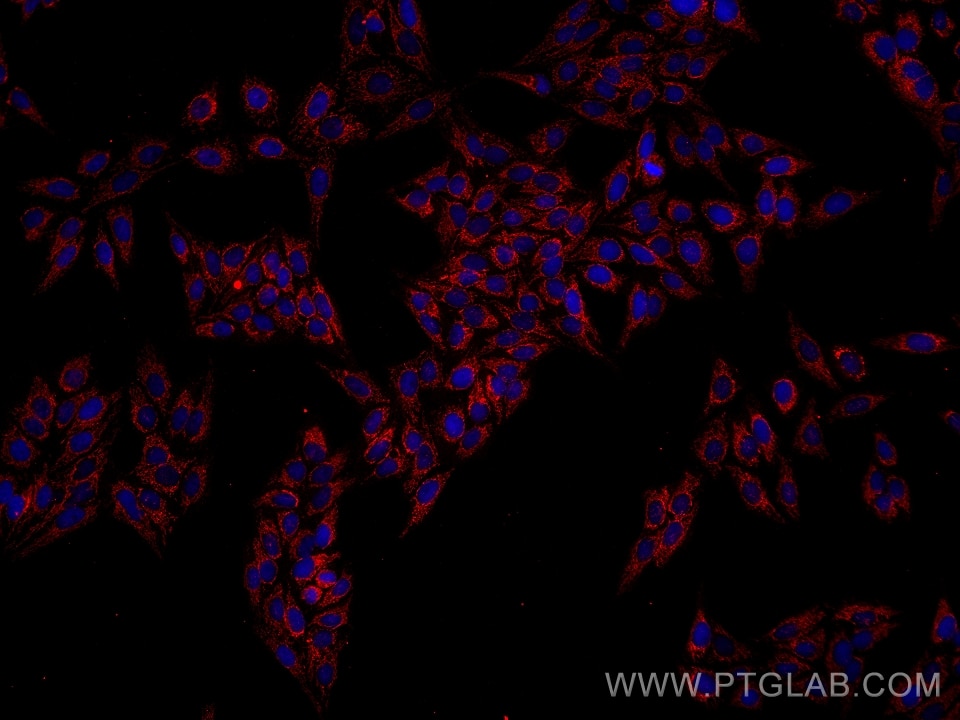 Immunofluorescence (IF) / fluorescent staining of HepG2 cells using TFAM Monoclonal antibody (68557-5-Ig)