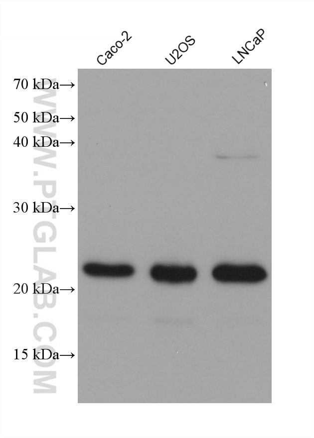 Western Blot (WB) analysis of various lysates using TFAM Monoclonal antibody (68557-5-Ig)