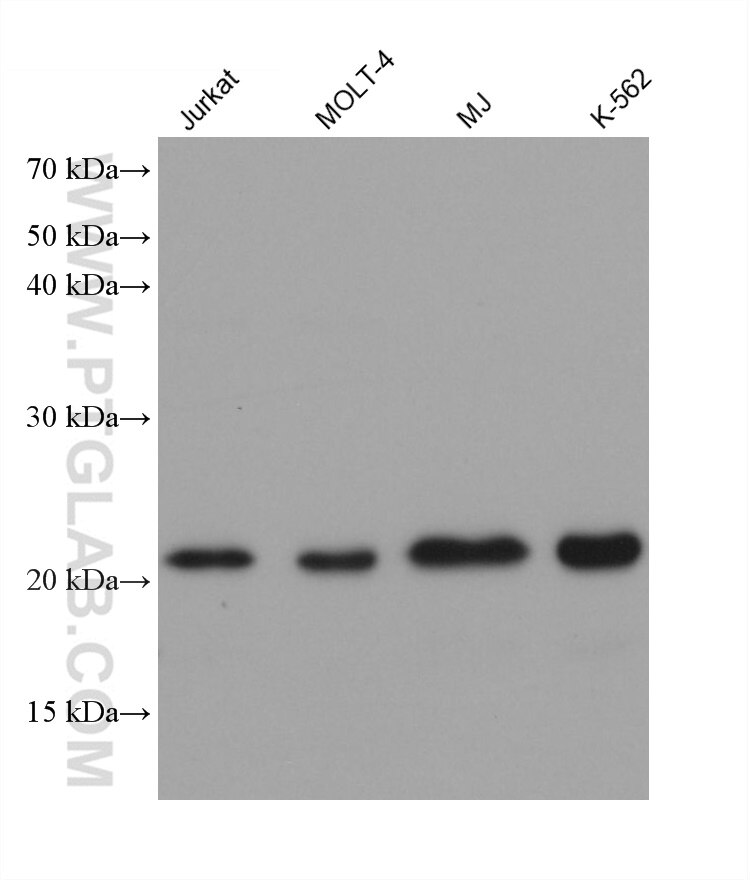 Western Blot (WB) analysis of various lysates using TFAM Monoclonal antibody (68557-5-Ig)