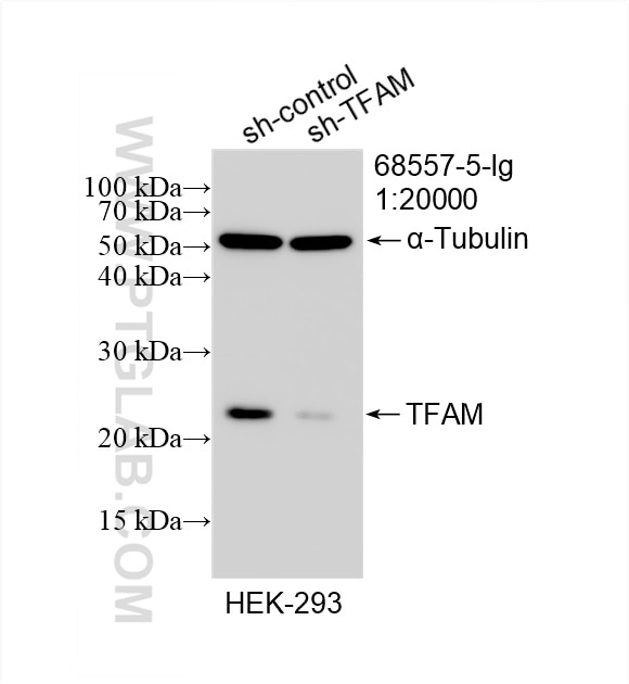 Western Blot (WB) analysis of HEK-293 cells using TFAM Monoclonal antibody (68557-5-Ig)