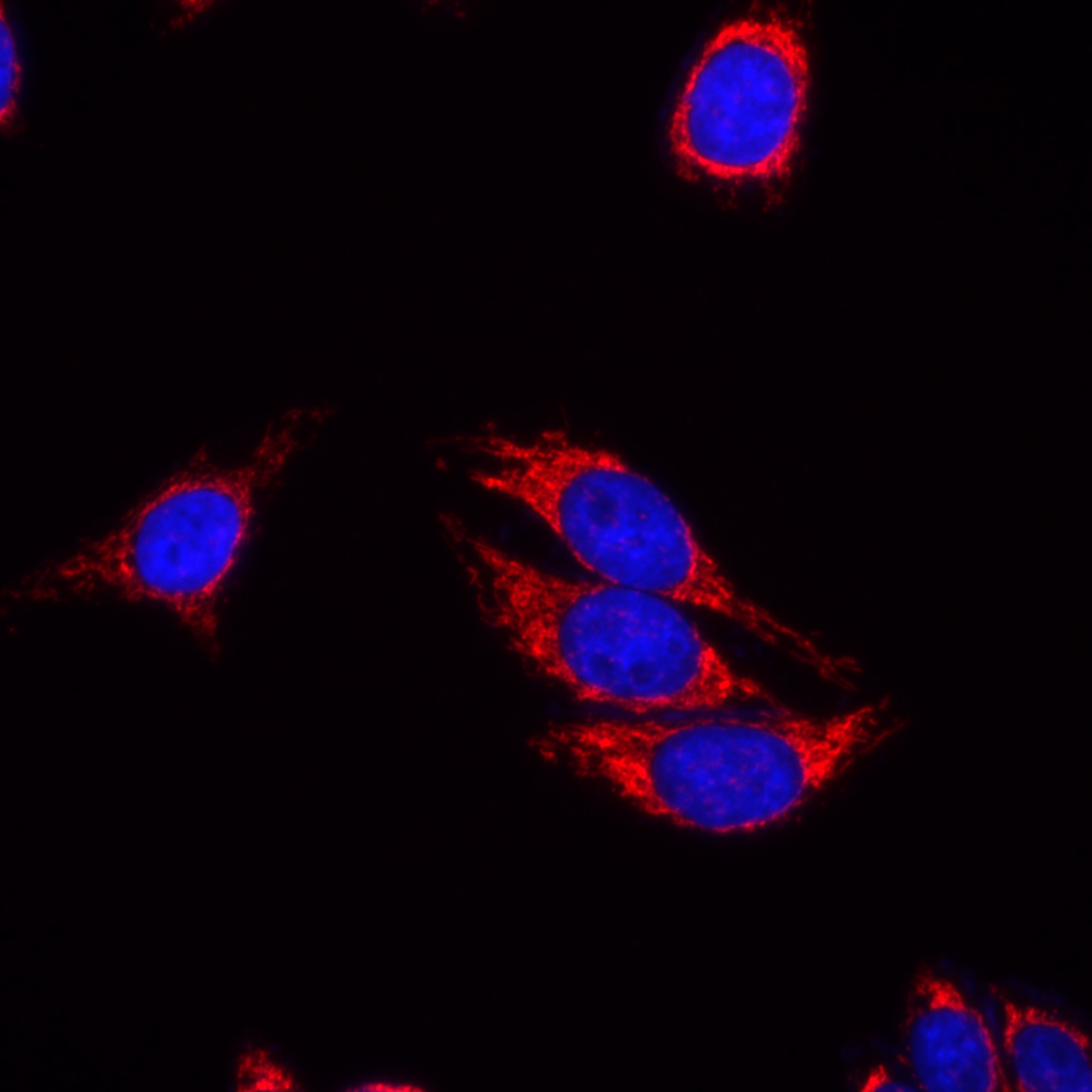 Immunofluorescence (IF) / fluorescent staining of HepG2 cells using TFAM Recombinant antibody (82745-1-RR)