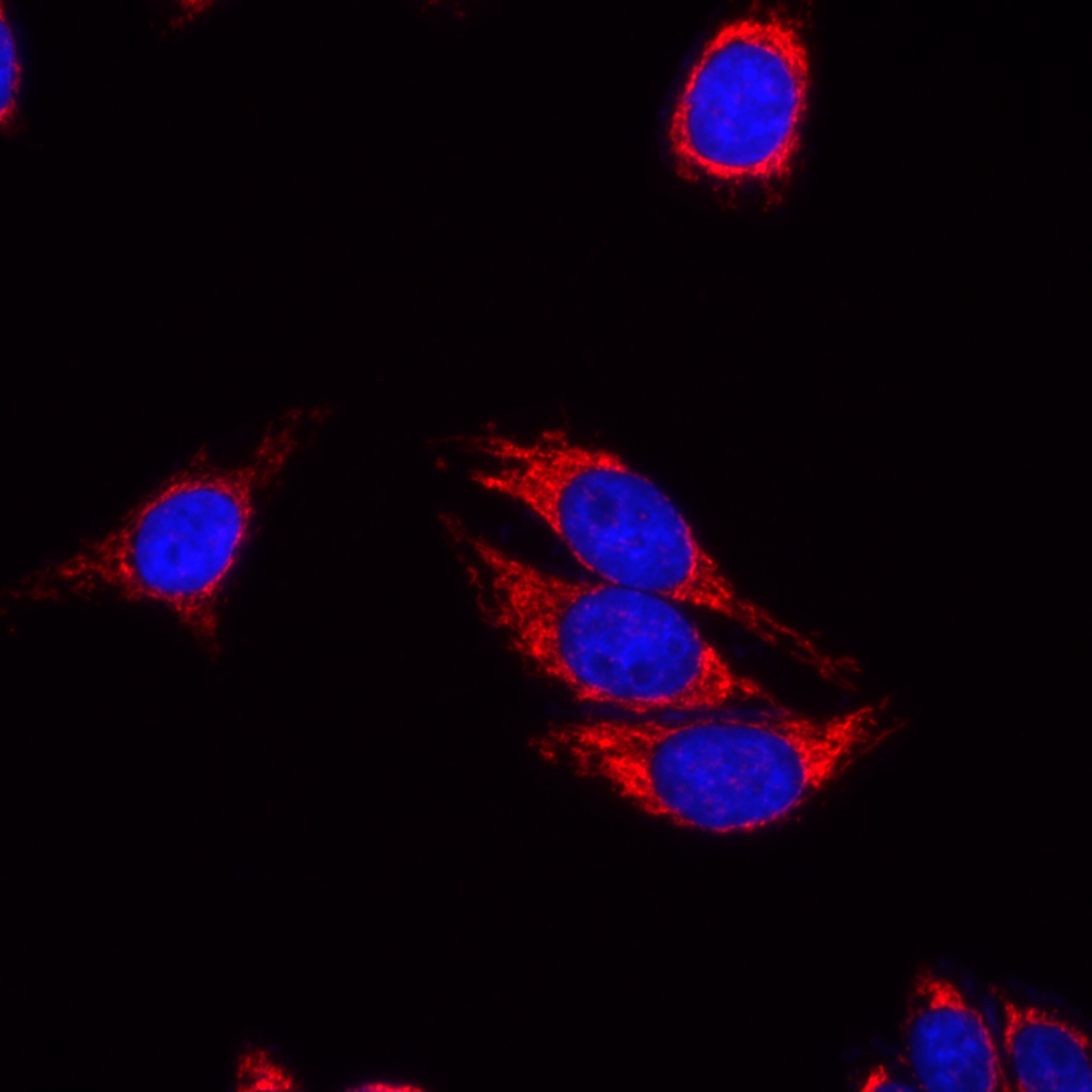 IF Staining of HepG2 using 82745-1-RR