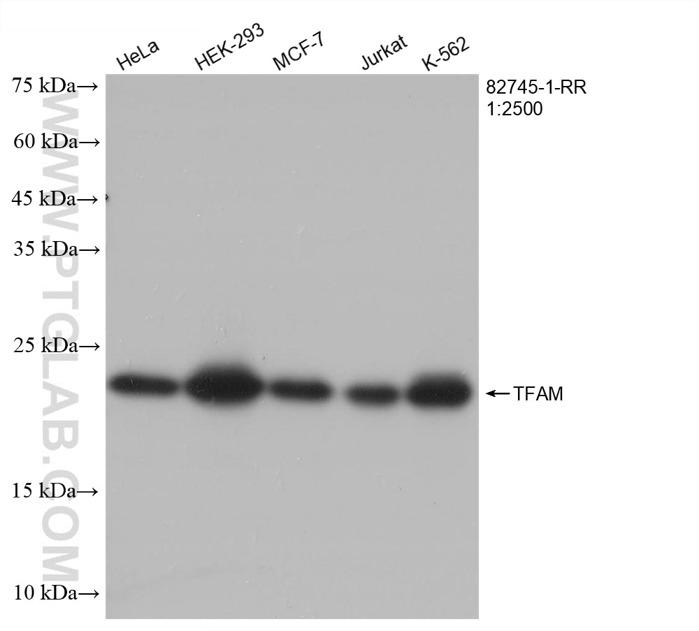 Western Blot (WB) analysis of various lysates using TFAM Recombinant antibody (82745-1-RR)