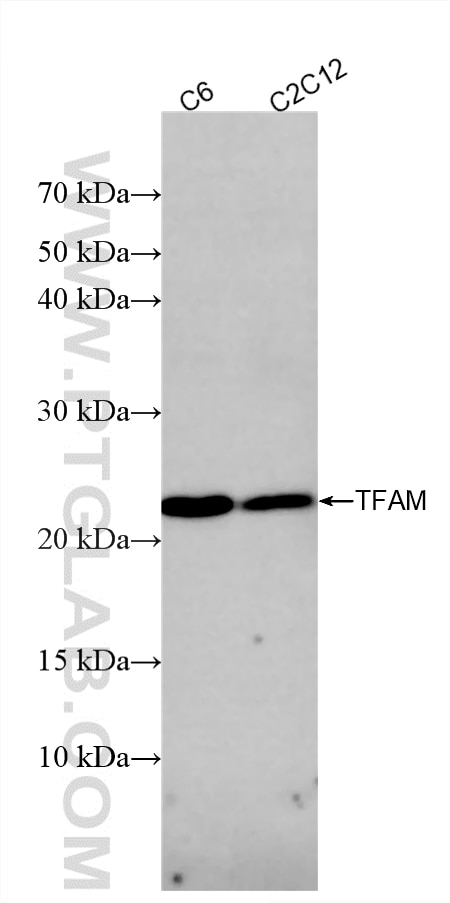 WB analysis using 82745-5-RR Western Blot (WB) analysis of various lysates using TFAM Recombinant monoclonal antibody (82745-5-RR)