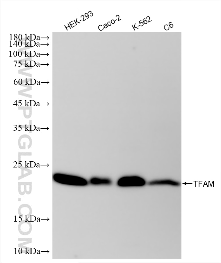 WB analysis using 82745-5-RR Western Blot (WB) analysis of various lysates using TFAM Recombinant monoclonal antibody (82745-5-RR)