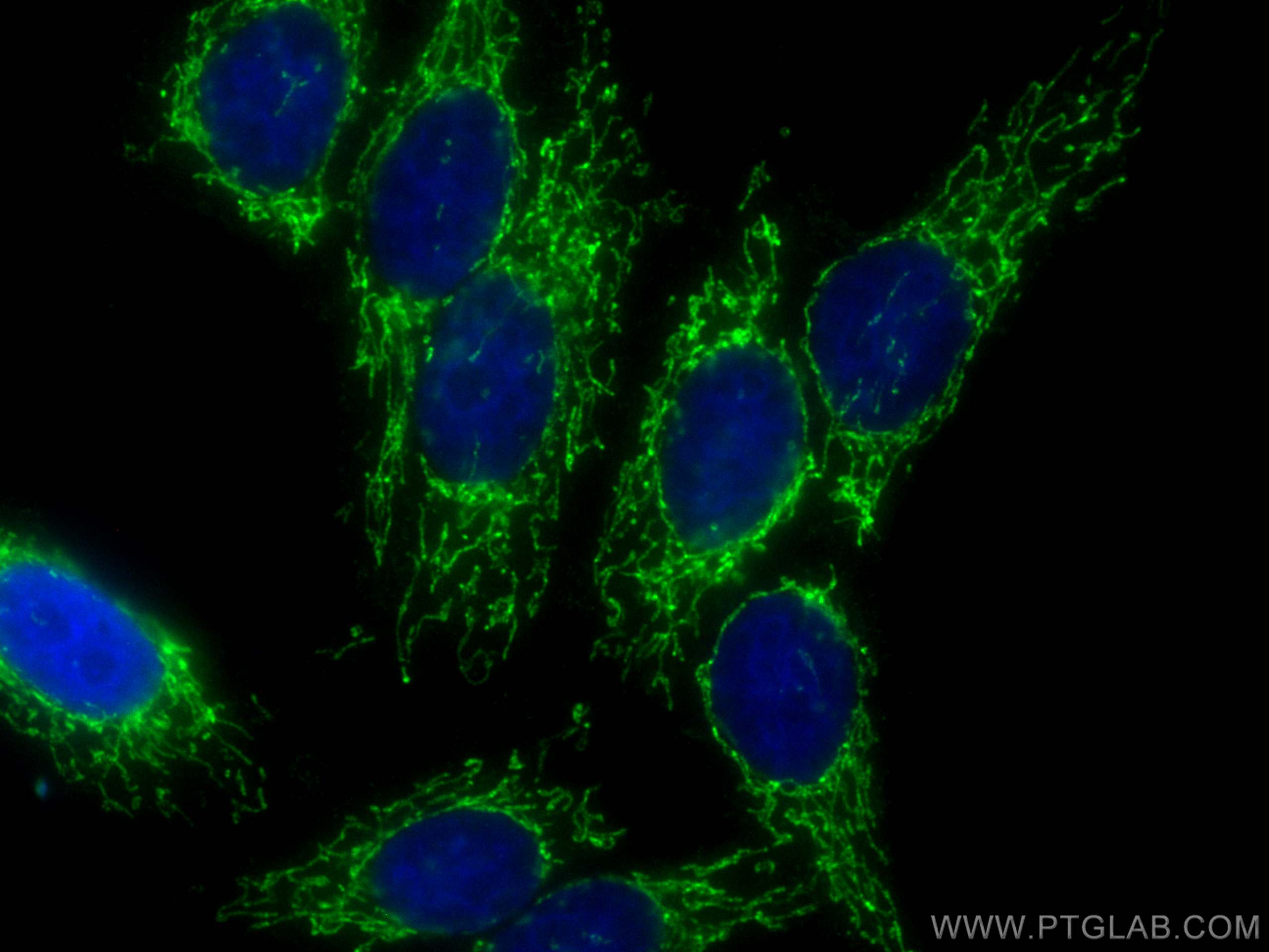 Immunofluorescence (IF) / fluorescent staining of HepG2 cells using CoraLite® Plus 488-conjugated TFAM Polyclonal anti (CL488-22586)