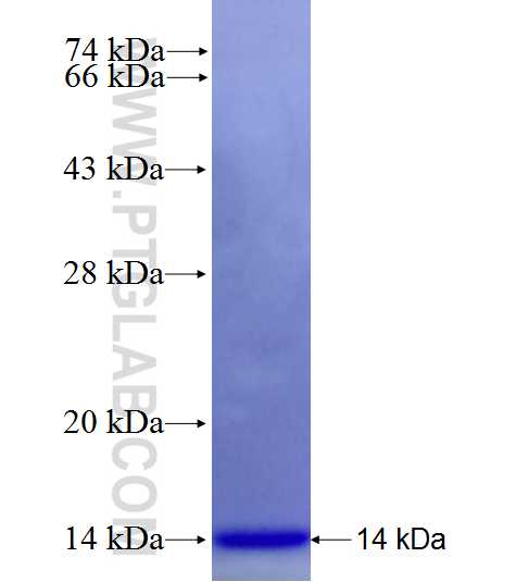 TFAM fusion protein Ag27786 SDS-PAGE