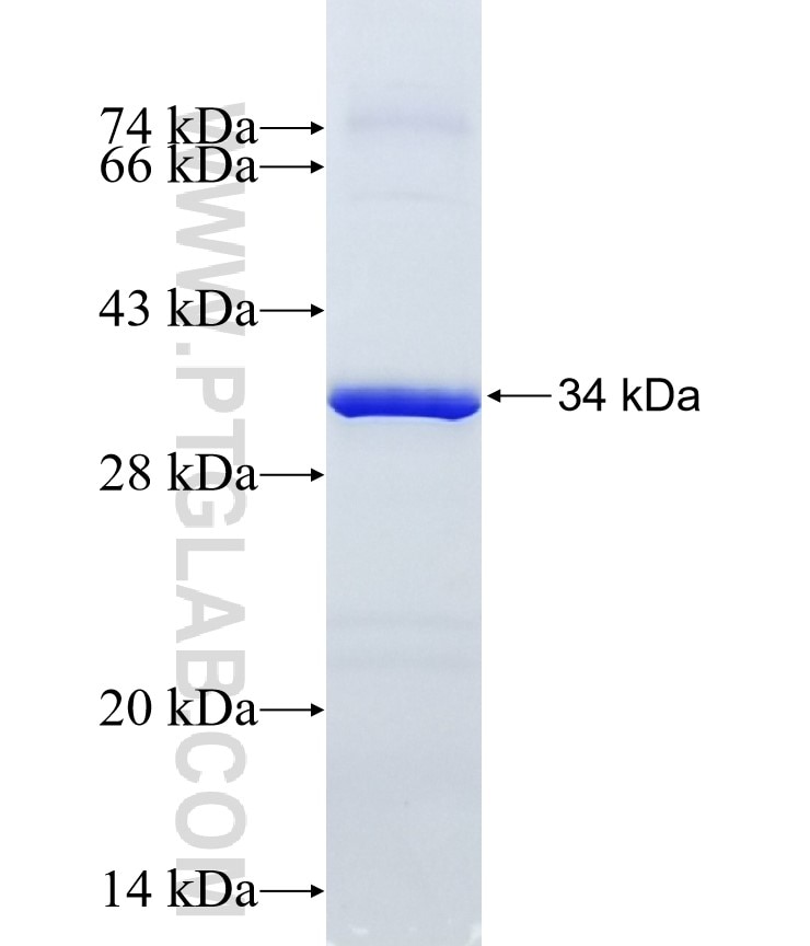 TFAM fusion protein Ag18253 SDS-PAGE