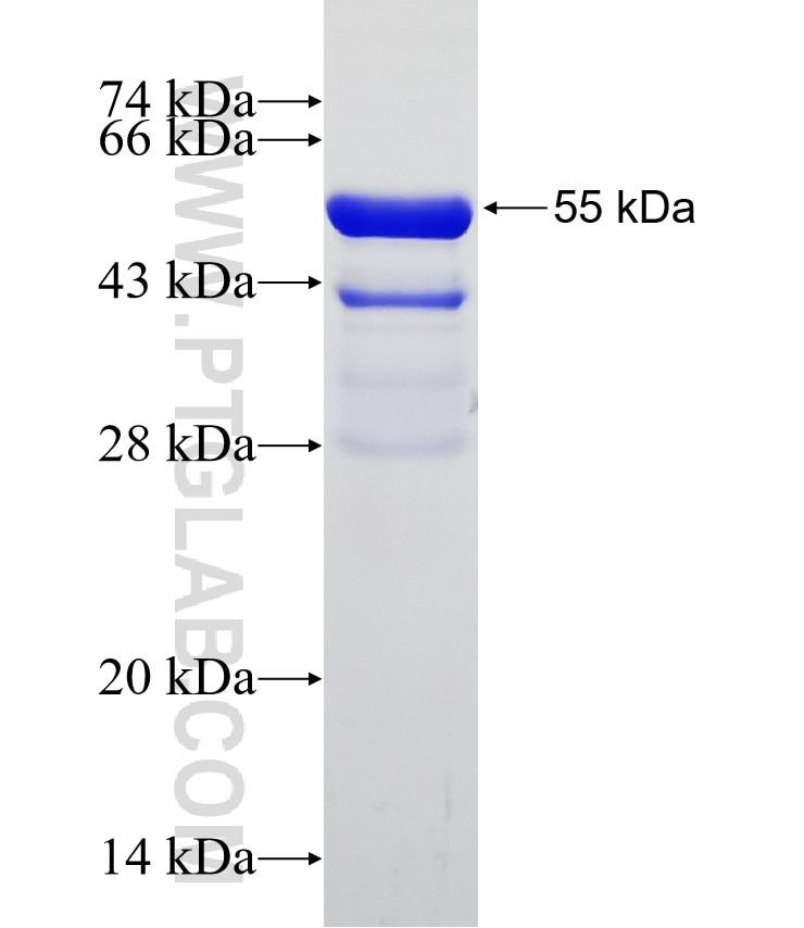 TFAM fusion protein Ag18299 SDS-PAGE