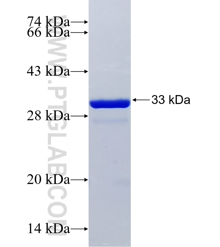 TFAM fusion protein Ag21196 SDS-PAGE