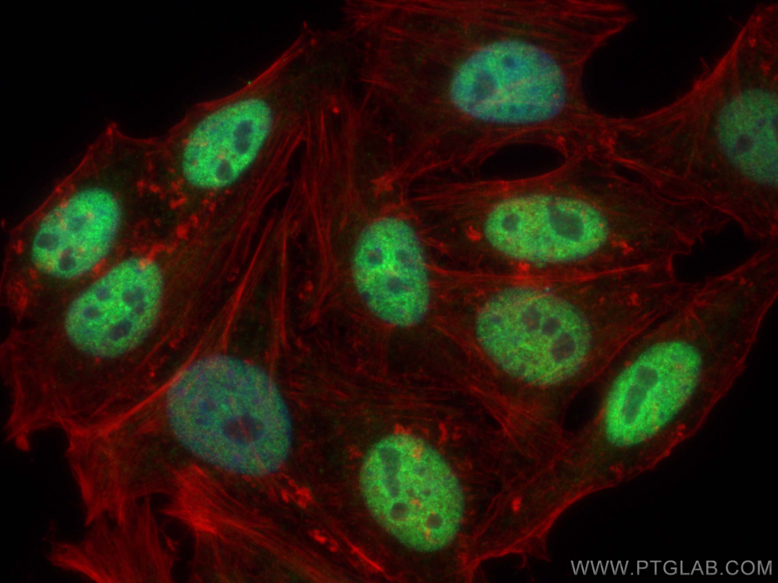 Immunofluorescence (IF) / fluorescent staining of HepG2 cells using TFAP2A/AP-2 Polyclonal antibody (13019-3-AP)