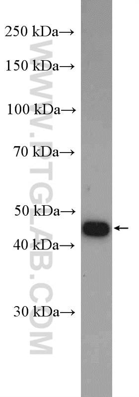Western Blot (WB) analysis of Y79 cells using TFAP2A,AP-2 Polyclonal antibody (13019-3-AP)