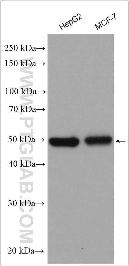 Western Blot (WB) analysis of various lysates using TFAP2A/AP-2 Polyclonal antibody (13019-3-AP)