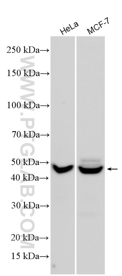 Western Blot (WB) analysis of various lysates using TFAP2A/AP-2 Polyclonal antibody (13019-3-AP)