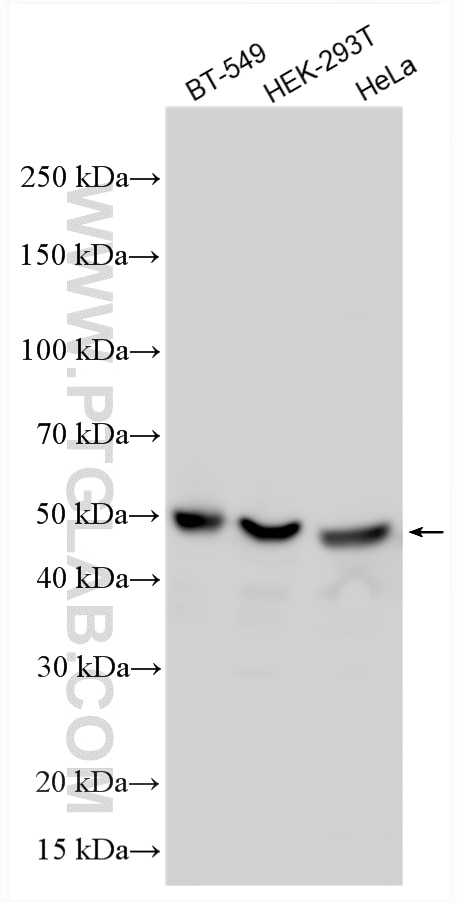 Western Blot (WB) analysis of various lysates using TFAP2A/AP-2 Polyclonal antibody (13019-3-AP)