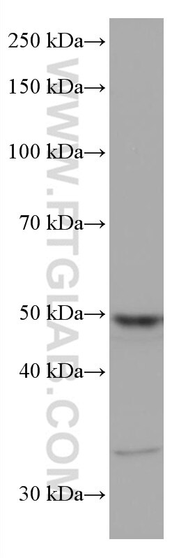 Western Blot (WB) analysis of HeLa cells using TFAP2A/AP-2 Monoclonal antibody (67076-1-Ig)