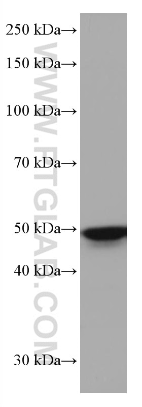 Western Blot (WB) analysis of L02 cells using TFAP2A/AP-2 Monoclonal antibody (67076-1-Ig)