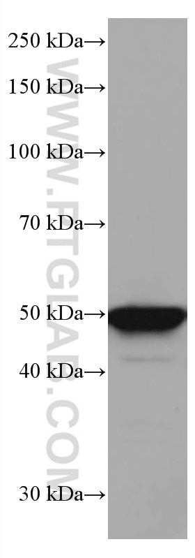 Western Blot (WB) analysis of HepG2 cells using TFAP2A/AP-2 Monoclonal antibody (67076-1-Ig)