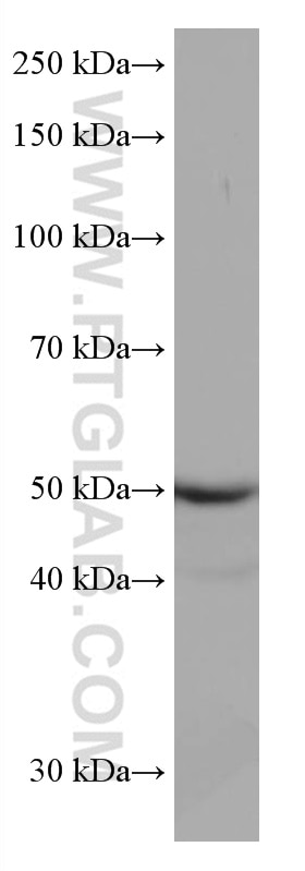 Western Blot (WB) analysis of MCF-7 cells using TFAP2A,AP-2 Monoclonal antibody (67076-1-Ig)