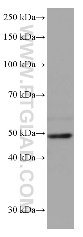 Western Blot (WB) analysis of HSC-T6 cells using TFAP2A/AP-2 Monoclonal antibody (67076-1-Ig)