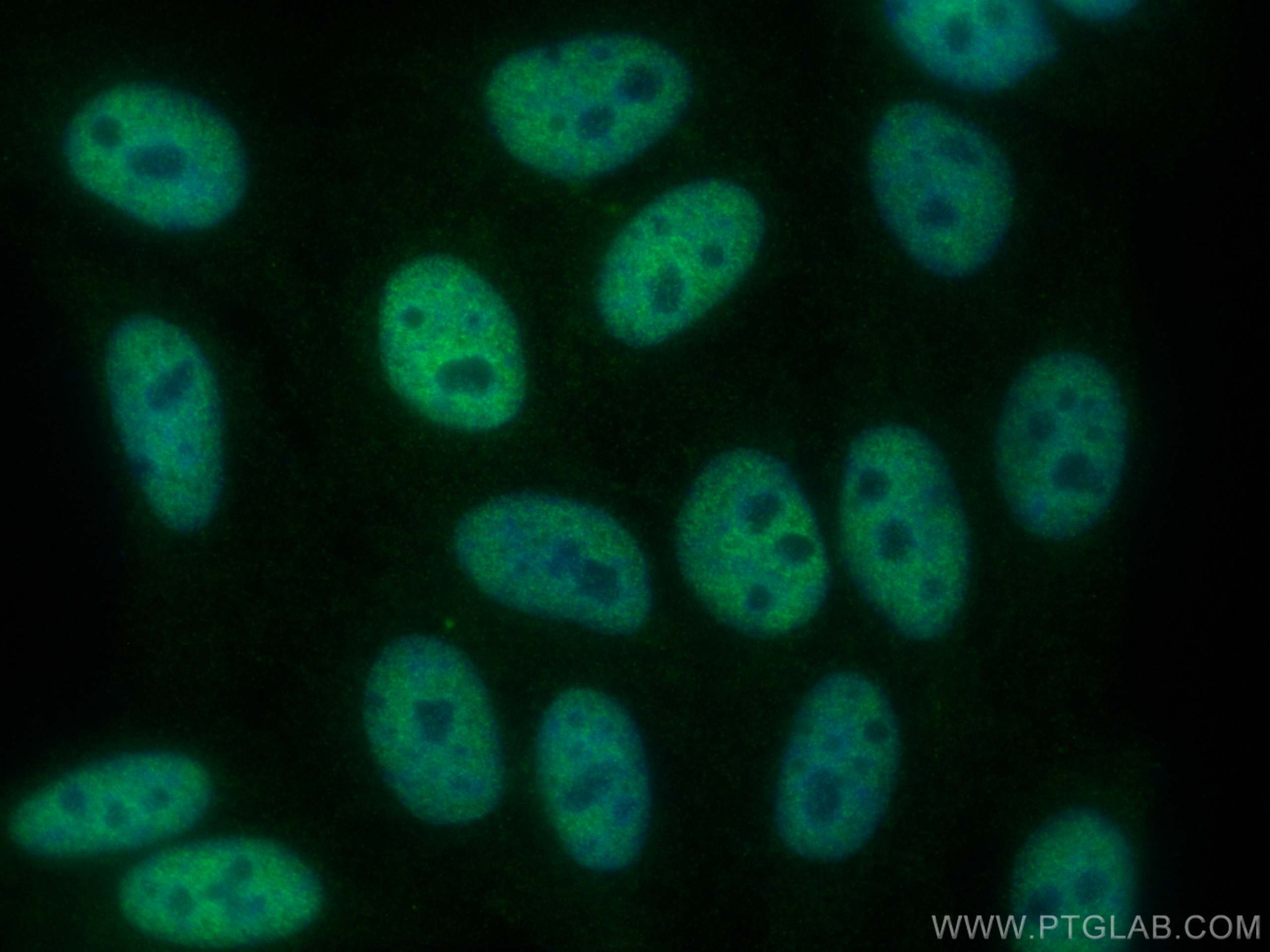 Immunofluorescence (IF) / fluorescent staining of HepG2 cells using CoraLite® Plus 488-conjugated TFAP2A,AP-2 Polyclon (CL488-13019)