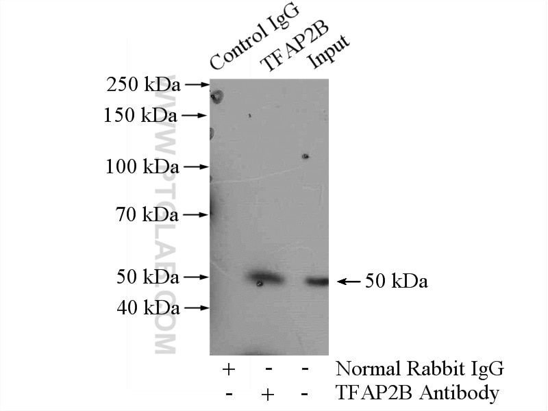 Immunoprecipitation (IP) experiment of MCF-7 cells using TFAP2B Polyclonal antibody (13183-1-AP)