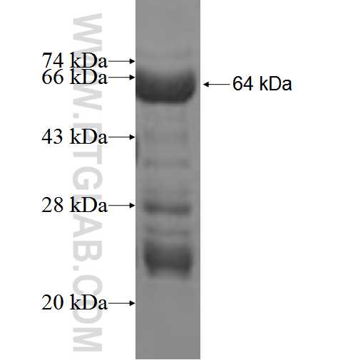 TFAP2B fusion protein Ag3853 SDS-PAGE