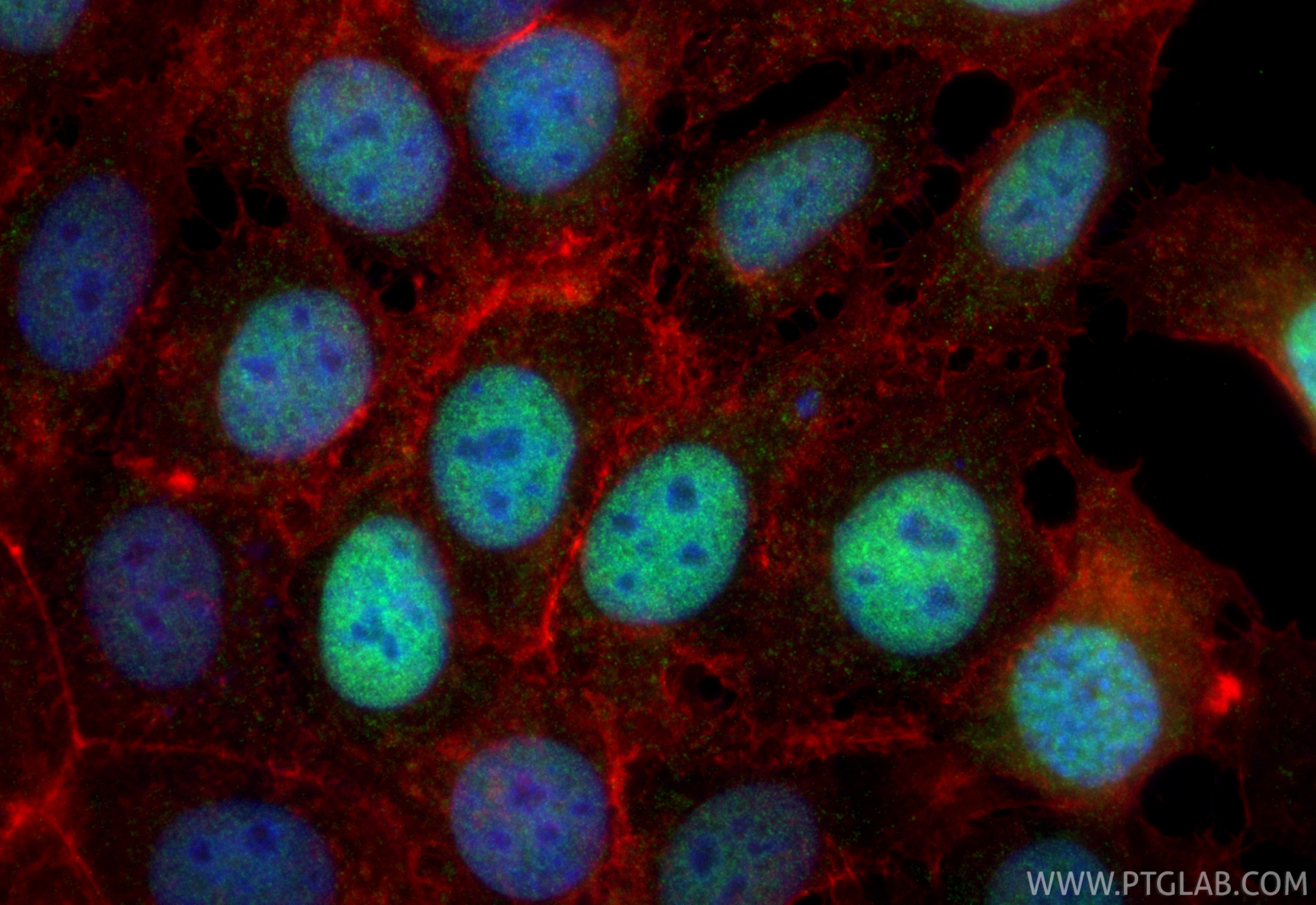 Immunofluorescence (IF) / fluorescent staining of MCF-7 cells using CoraLite® Plus 488-conjugated TFAP2C/AP2 gamma Rec (CL488-86365)