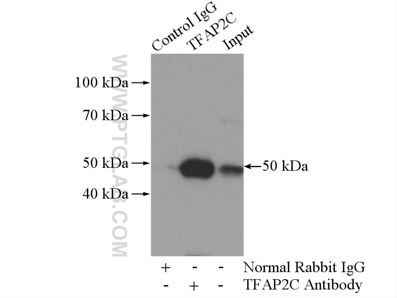 Immunoprecipitation (IP) experiment of HeLa cells using TFAP2C Polyclonal antibody (14572-1-AP)