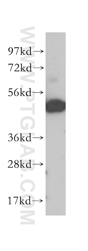 Western Blot (WB) analysis of MCF-7 cells using TFAP2C Polyclonal antibody (14572-1-AP)