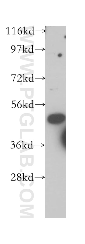 Western Blot (WB) analysis of HeLa cells using TFAP2C Polyclonal antibody (14572-1-AP)