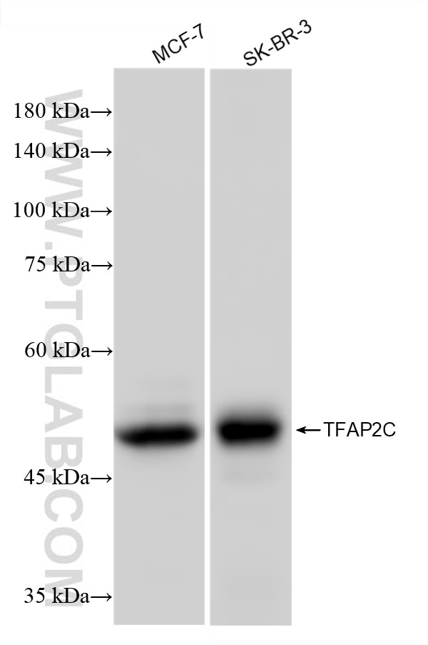 Western Blot (WB) analysis of various lysates using TFAP2C Recombinant antibody (86365-1-RR)