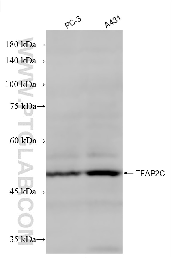 Western Blot (WB) analysis of various lysates using TFAP2C Recombinant antibody (86365-1-RR)