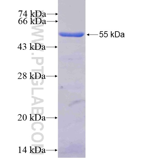 TFAP2C fusion protein Ag6004 SDS-PAGE