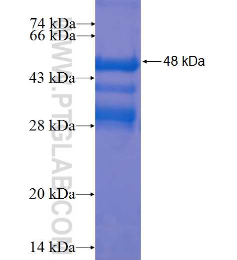 TFAP2E fusion protein Ag23023 SDS-PAGE