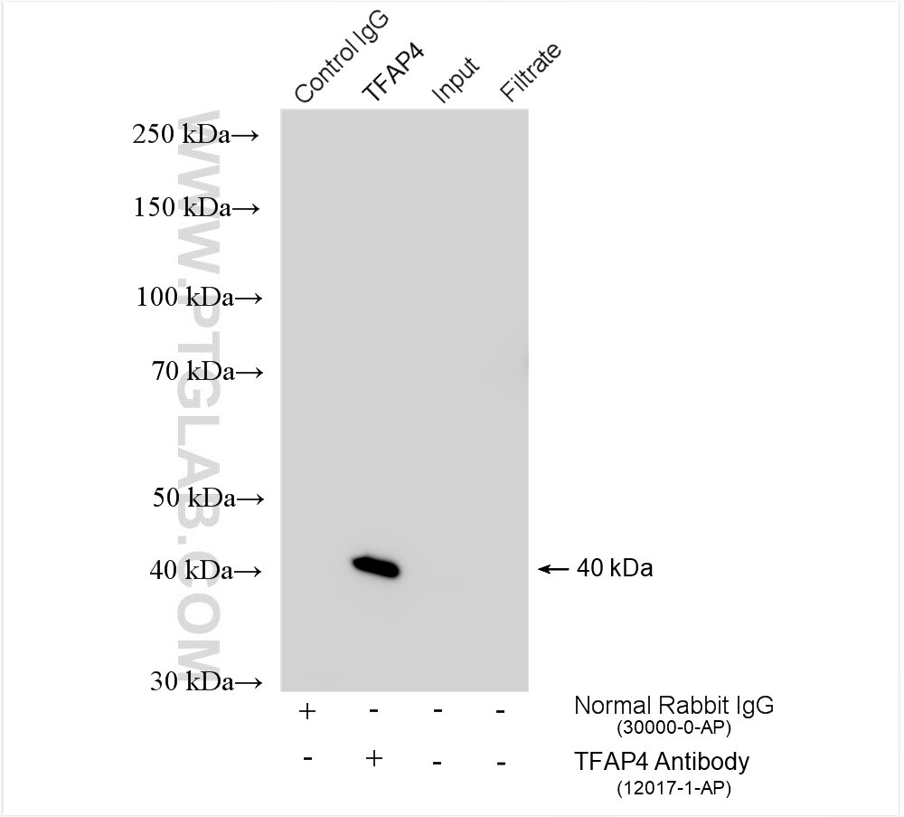 Immunoprecipitation (IP) experiment of HeLa cells using TFAP4 Polyclonal antibody (12017-1-AP)