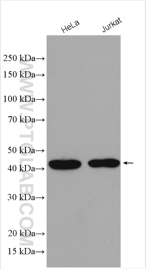 Western Blot (WB) analysis of various lysates using TFAP4 Polyclonal antibody (12017-1-AP)