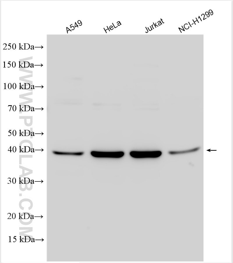 Western Blot (WB) analysis of various lysates using TFAP4 Polyclonal antibody (12017-1-AP)