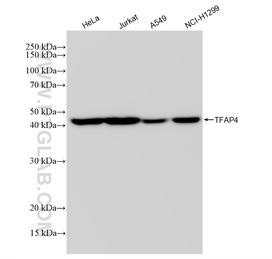 Western Blot (WB) analysis of various lysates using TFAP4 Recombinant antibody (83196-4-RR)