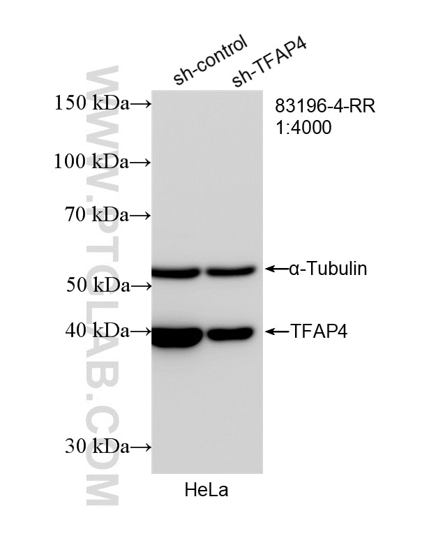 Western Blot (WB) analysis of HeLa cells using TFAP4 Recombinant antibody (83196-4-RR)
