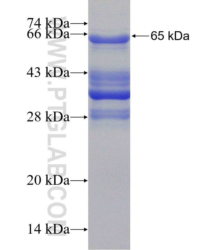 TFAP4 fusion protein Ag2633 SDS-PAGE