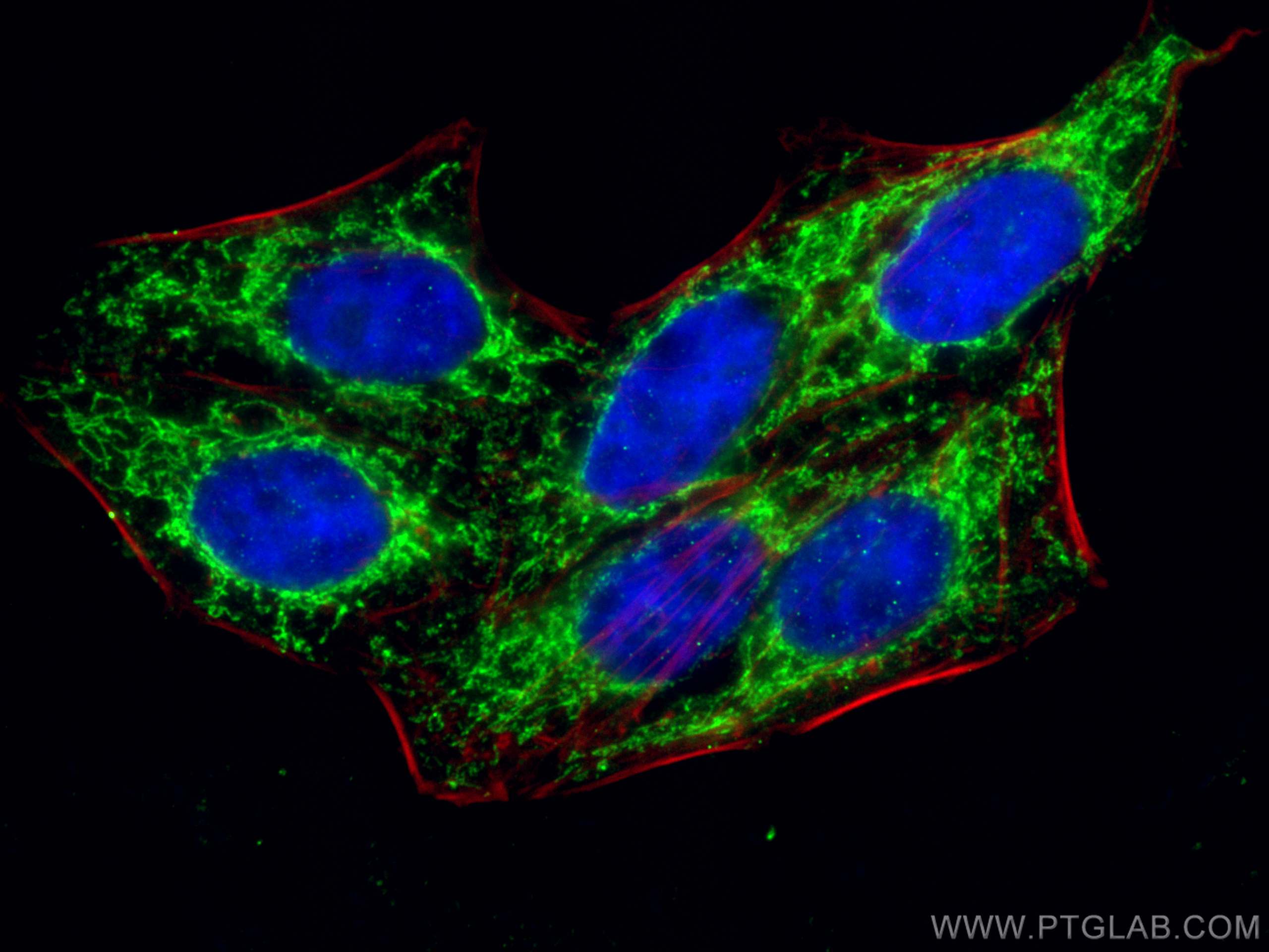 Immunofluorescence (IF) / fluorescent staining of HepG2 cells using TFB1M Polyclonal antibody (16604-1-AP)