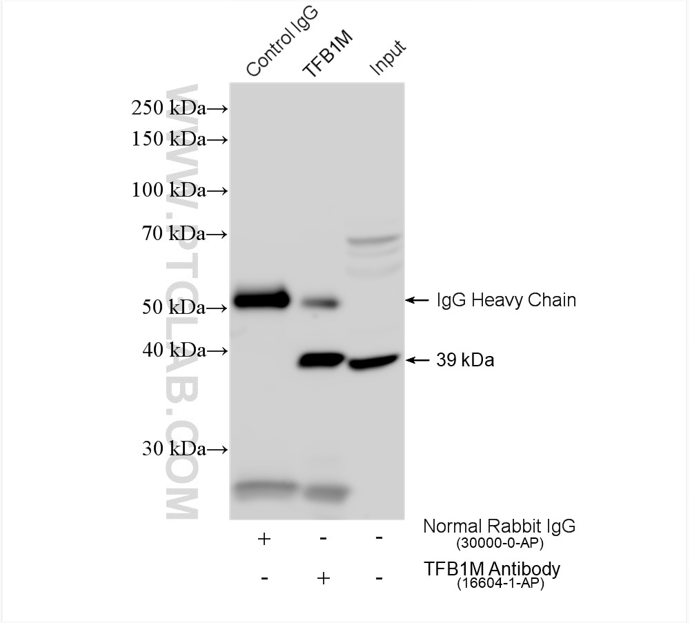 Immunoprecipitation (IP) experiment of HepG2 cells using TFB1M Polyclonal antibody (16604-1-AP)