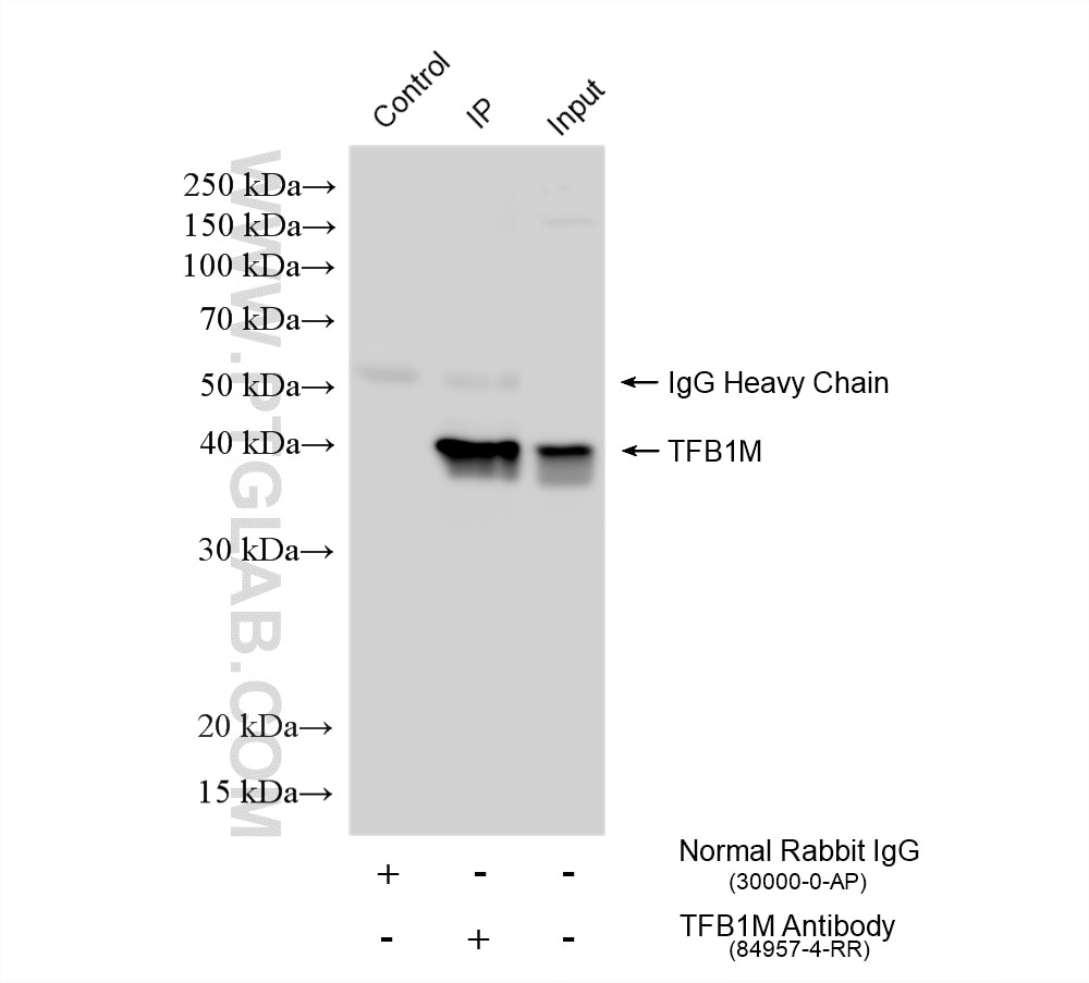 IP result of anti-TFB1M (IP:84957-4-RR, 4ug; Detection:84957-4-RR 1:1500) with HepG2 cells lysate 1600 ug. Immunoprecipitation (IP) experiment of HepG2 cells using TFB1M Recombinant monoclonal antibody (84957-4-RR)